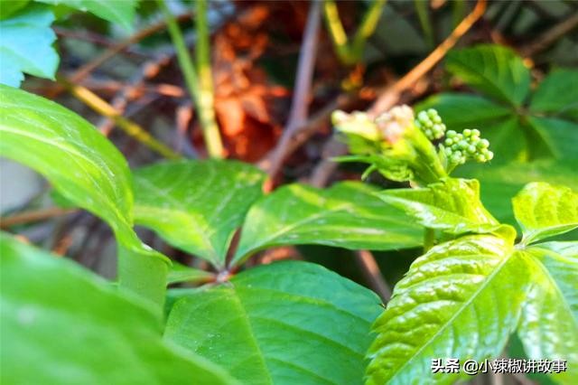 故事樱桃和辣椒,故事樱桃