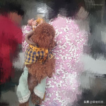 小泰迪出门就耍赖皮，瘫在地上死活不走，主人这招成功逗笑路人