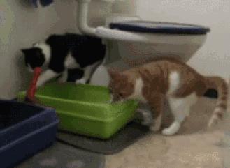 猫咪很臭又不能洗澡的时候怎么办,两个月的猫咪没洗澡太臭了怎么办