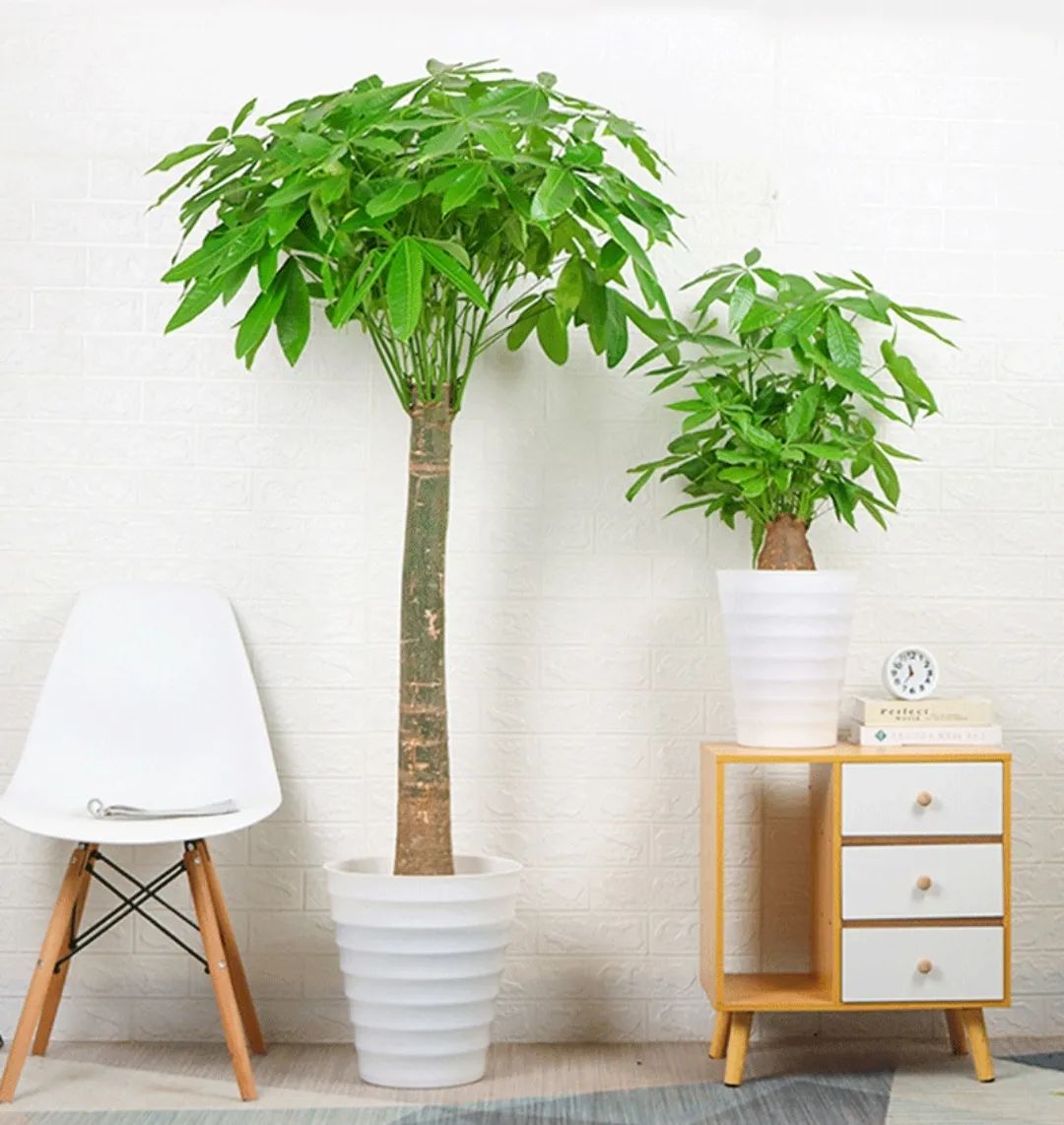 装饰高级感家里绿植推荐,室内装饰花卉及盆景植物