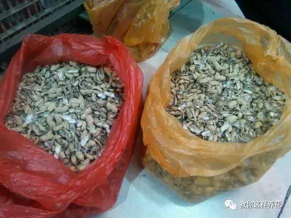 养蝴蝶兰花用营养土可以吗,养蝴蝶兰用苔藓还需要土吗