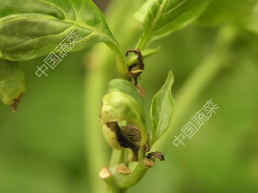 叶片疮痂病,辣椒叶片病害图片与防治措施