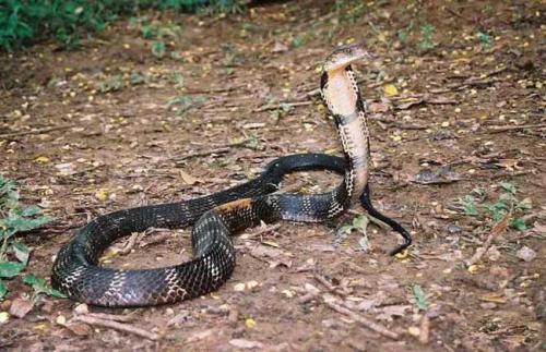 野外蛇视频真实动物世界,丛林探险遇到巨大蛇