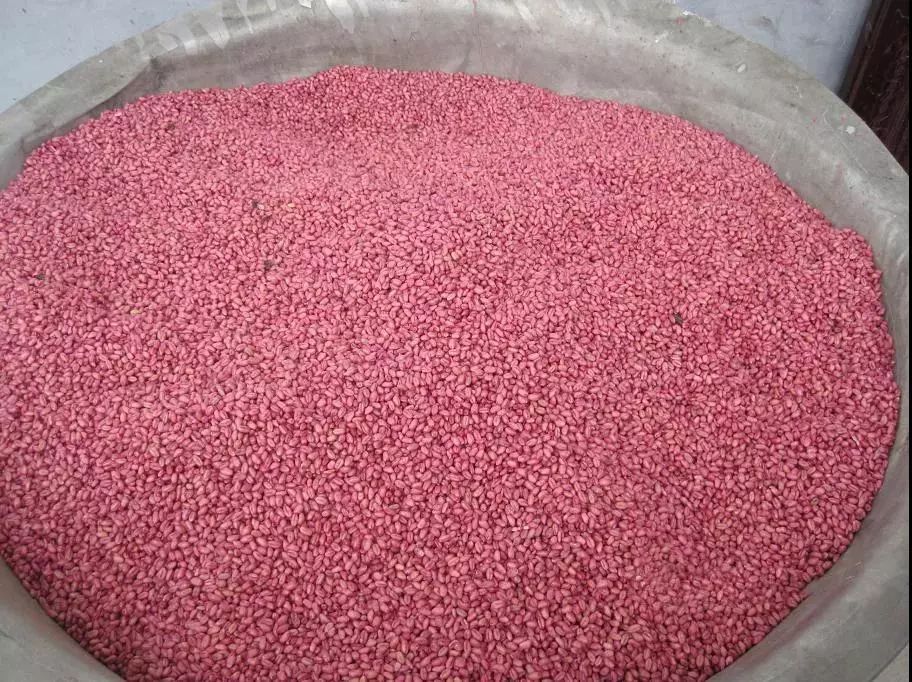 小麦枯萎发黄死苗怎么回事,小麦发黄有死苗什么原因怎样治