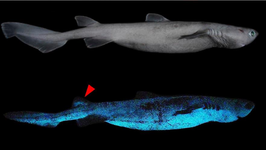 超级恐怖的深海巨鲨,新西兰巨型夜光鲨探秘