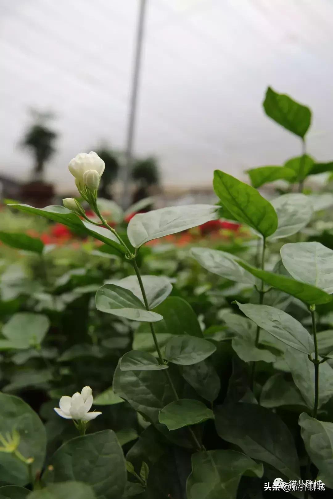 聊城北环花卉市场批发玫瑰鲜花吗,聊城最大的花卉市场