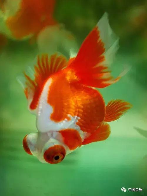 手把手教你打造真正的生态缸,如何打造一个20厘米的生态缸