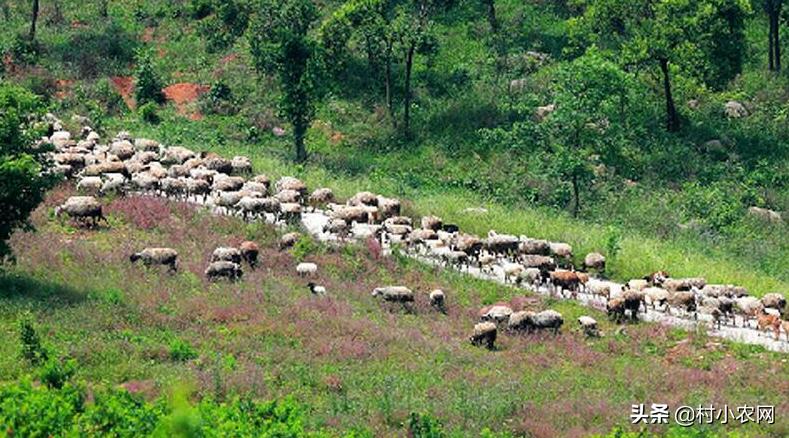返乡创业养殖黑山羊经历,适合农村创业养殖的6个项目
