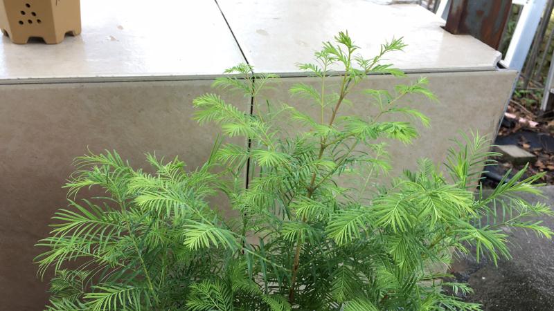 苹果盆景修剪技巧图解,新手也能学会的修剪盆景技巧