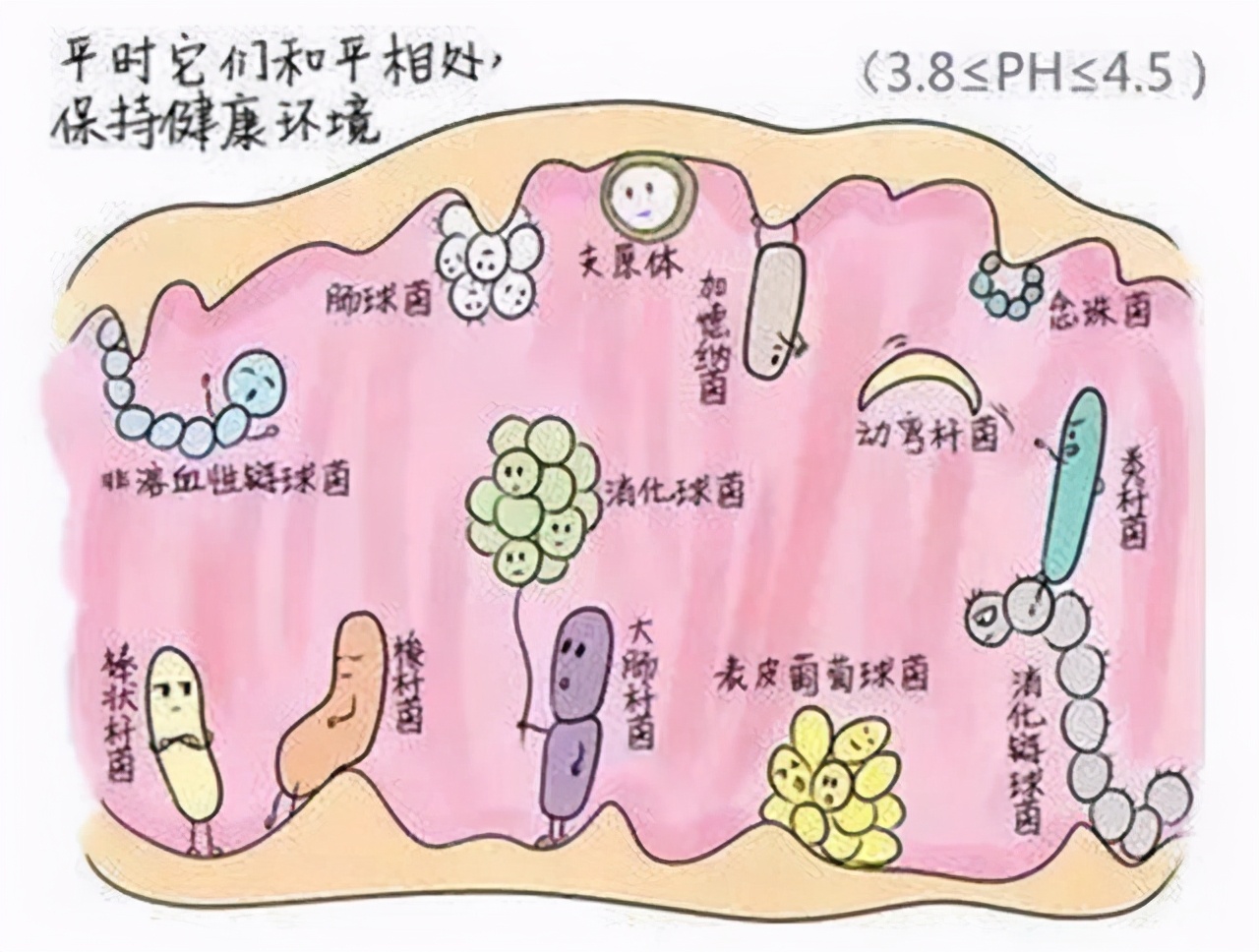 霉菌性阴道炎不能彻底治愈,霉菌性阴道炎能不能自愈