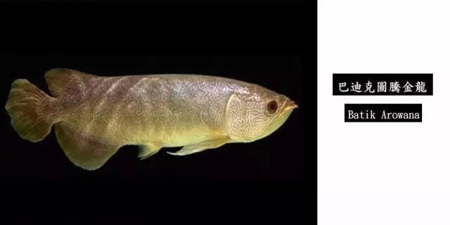 龙鱼混养品种推荐,龙鱼品种大全