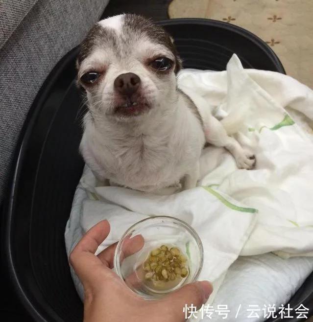 盘点狗狗被领养的瞬间,狗狗被领养后的变化