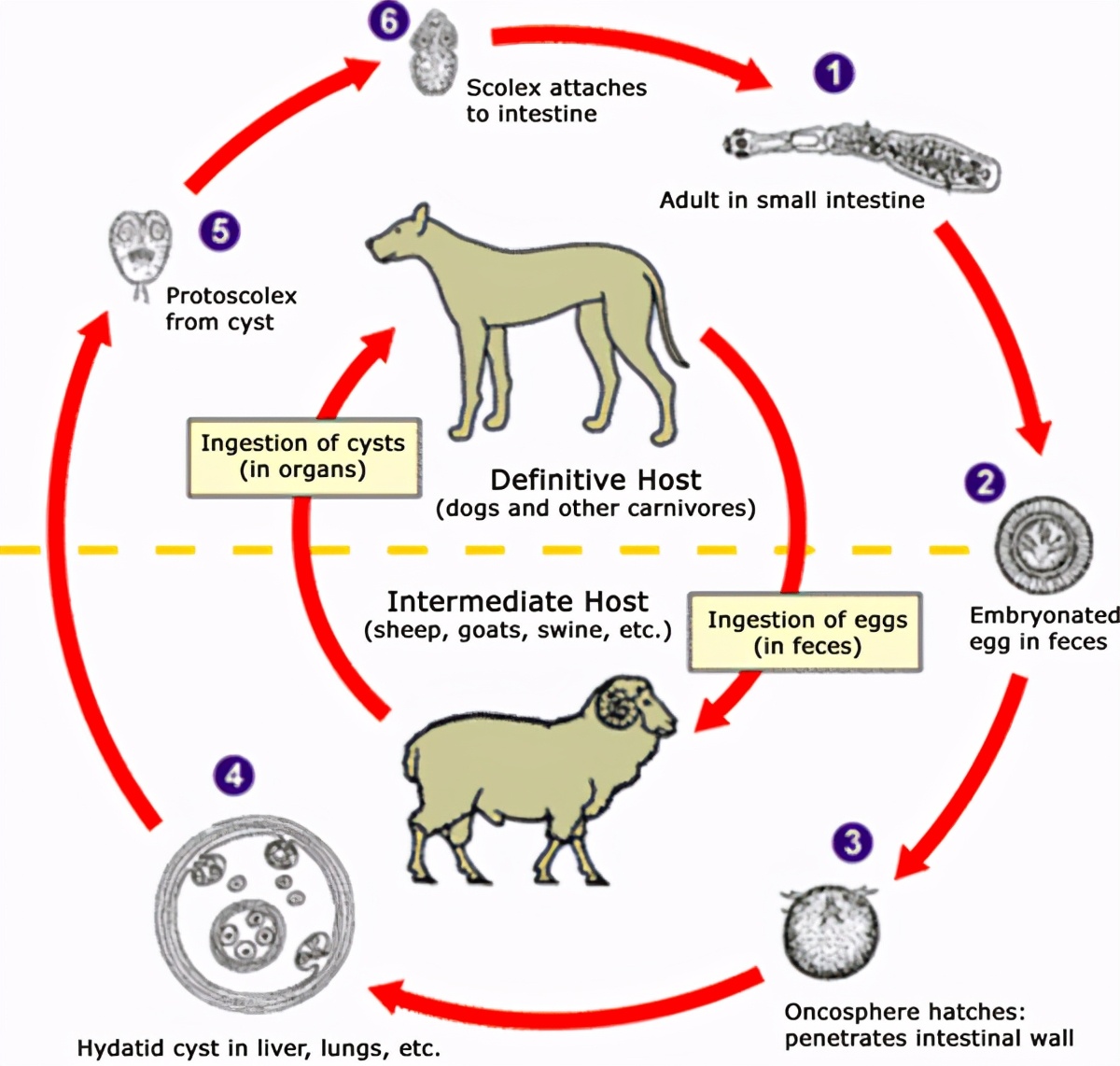 藏獒从东方神犬到无人问津,藏獒泡沫破灭