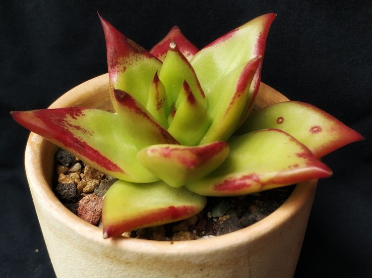 记录多肉长大的全过程,记录所有多肉成长过程