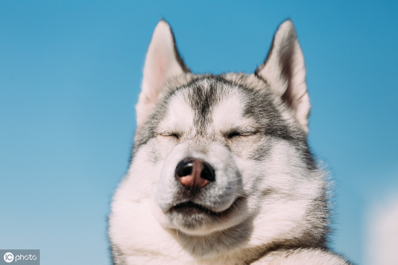 哈士奇为什么看起来那么傻,哈士奇为什么那么傻是智商低吗