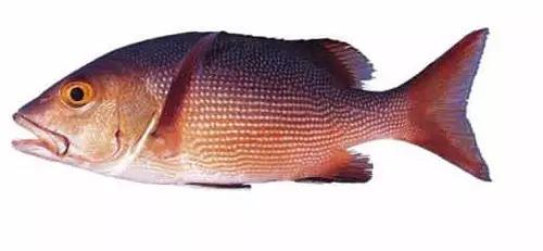 世界顶级海鲜鱼类,史上最完整鱼类海鲜图鉴