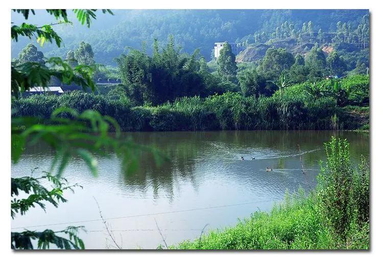 温柔的德牧视频,牧羊犬来福