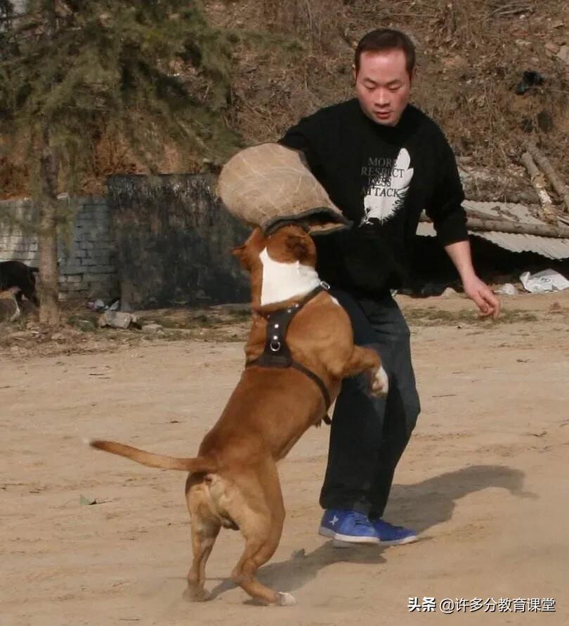 河北保定女童被2恶犬咬死，教你遇到恶犬咬人如何自救和救人