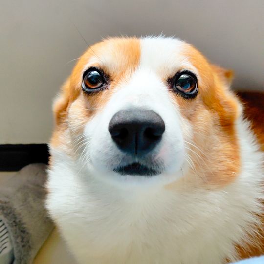 怀孕期间养宠物对胎儿有什么影响,怀孕后宠物可以继续养吗