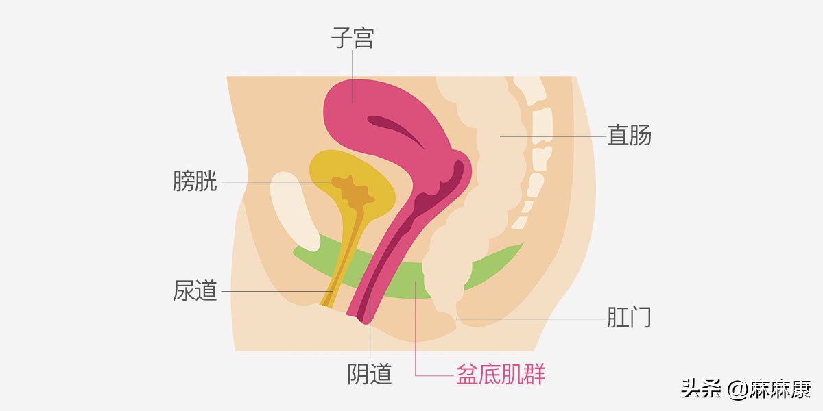 产后腹直肌和骨盆修复有必要吗,产后修复盆底肌腹直肌有必要吗