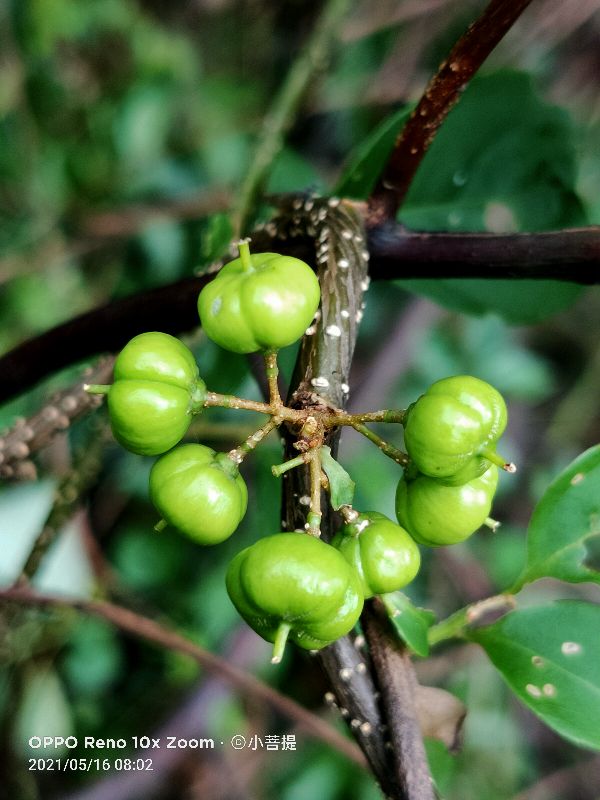 像蟒蛇一样的树,在丛林里看到了一条大蟒蛇
