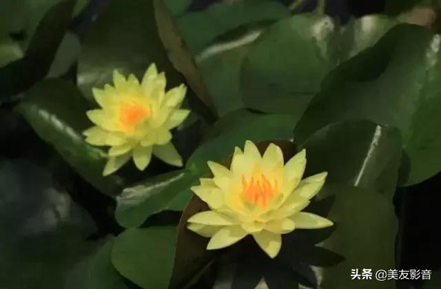 江南可采莲莲叶何田田全诗讲解,有关莲的古诗词大全