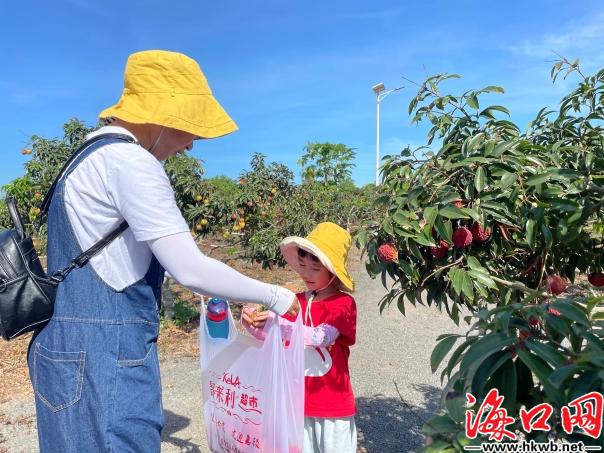 海南农旅融合促乡村振兴,海南乡村振兴示范村荔枝
