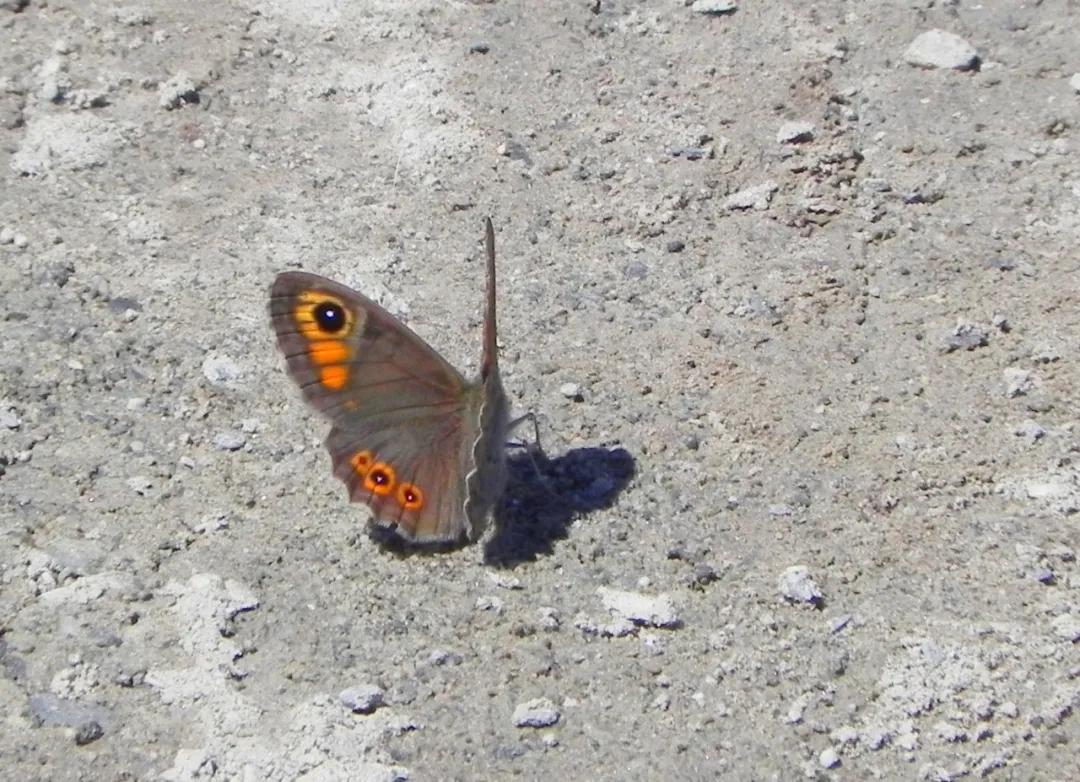 *疆新**的蝴蝶，惊世骇俗