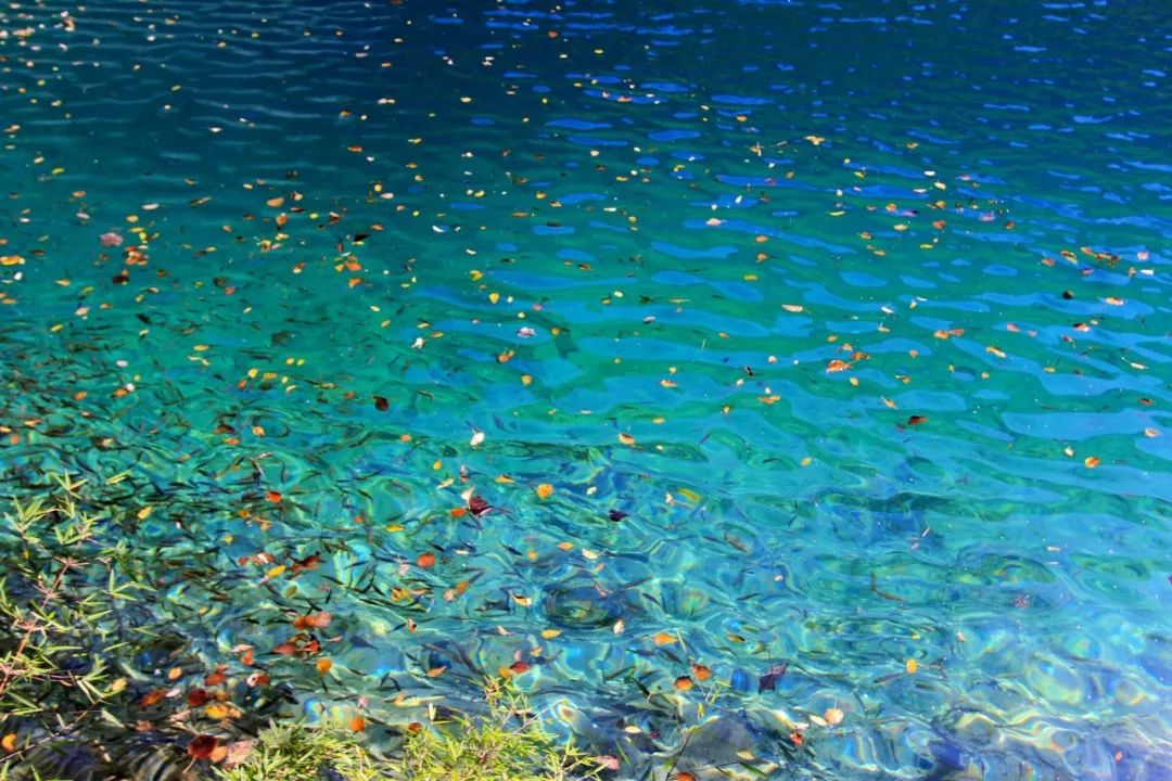 2021秦岭鸡窝子分水岭红叶,秦岭红叶最佳自驾线