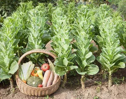 农业趣味冷知识,冷知识洗衣粉