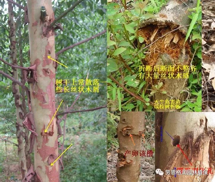 园林春季害虫的预防方法,常见园林害虫种类及主要特征