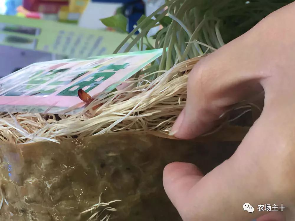 纸上种菜怎么赚钱,纸上种菜手把手教你