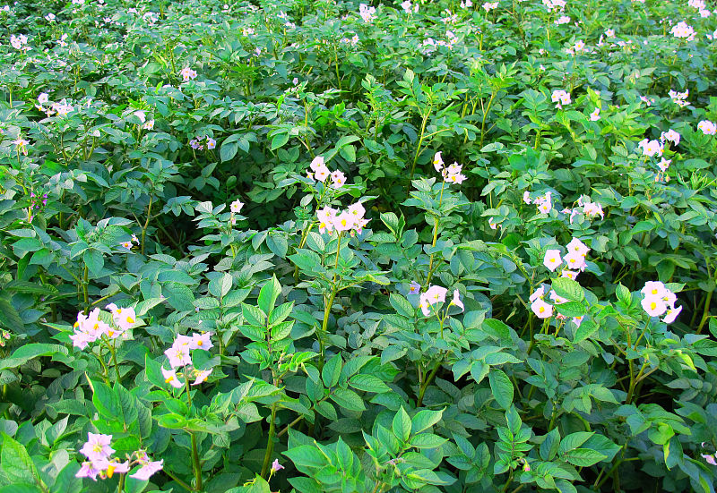 土豆高产种植密度,土豆种植技术怎么才能高产