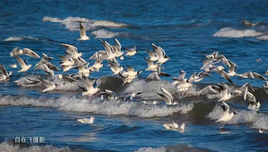 秦皇岛候鸟观赏地,秦皇岛初冬鸟类