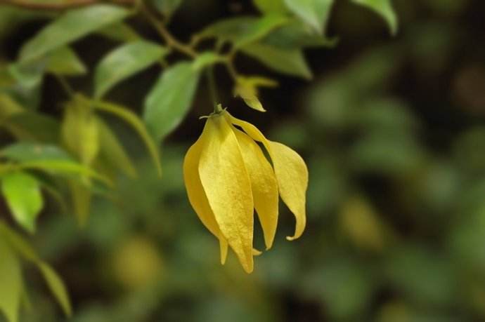 依兰和依兰精油有什么区别,为什么说依兰很有名