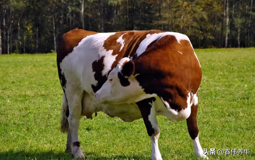 怎样判断母牛怀孕牛犊是公是母,母牛如何从眼睛判断怀孕