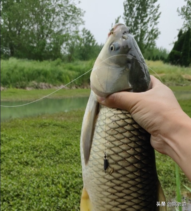 草鱼不腥是什么原因,草鱼上钩了怎么会脱钩