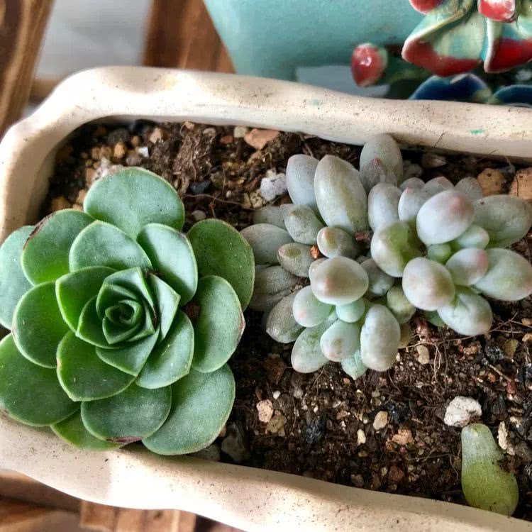 新手小白入坑多肉必看攻略,多肉新手入坑必备指南