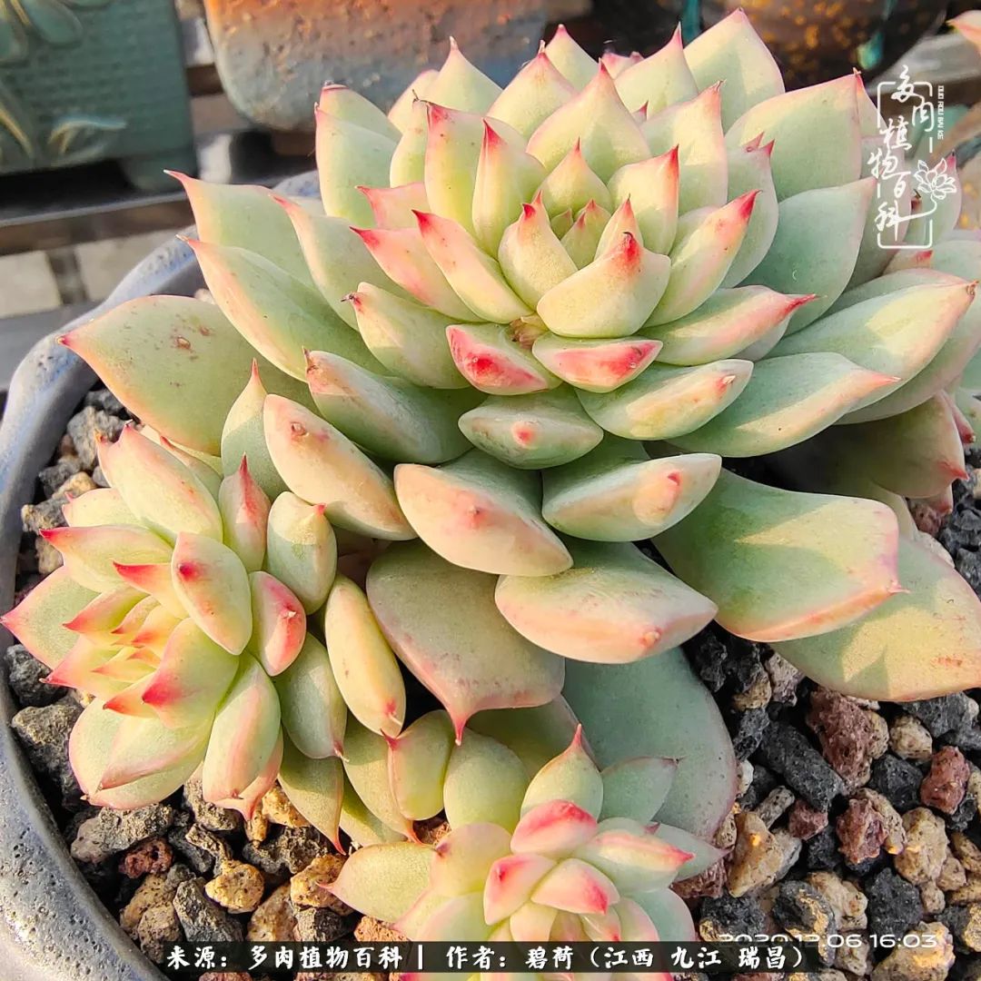 养了五年的多肉看到岁月的痕迹,经过一年春夏秋冬的轮回
