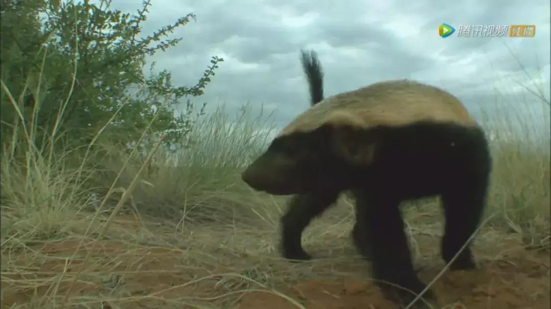 跟狮子抢肉，怼非洲鬣狗，看硬核“平头姐”成长史！
