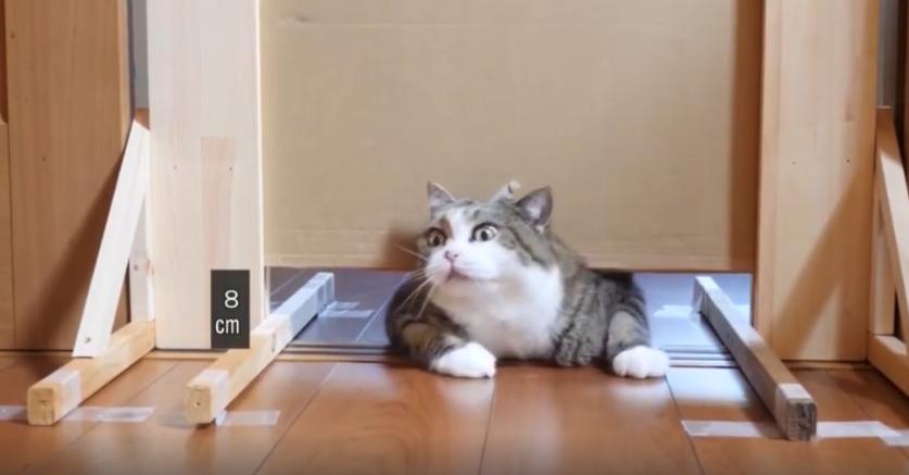 猫到底是不是用液体做的,猫咪到底是固体还是液体呢