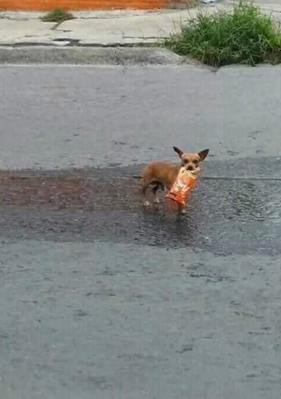 隔离中零食没了,主人灵机一动“派狗代购”,最后他被感动哭了