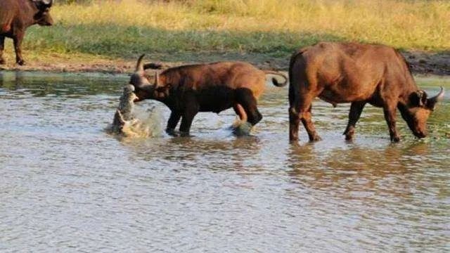 首当其冲的成语故事视频,每日成语故事一箭双雕
