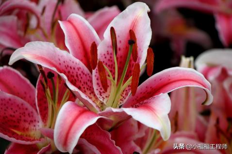 百合里面最香的品种是哪个,哪个品种的百合药用价值高