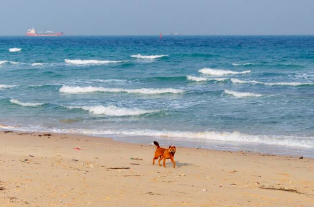 旅游海岛比三亚好玩,五月的东海岛景色不亚于三亚