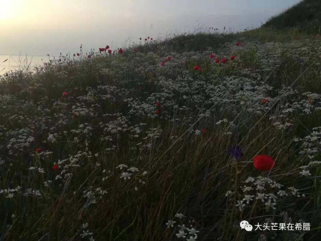 希腊买车需要多少钱,希腊买车攻略