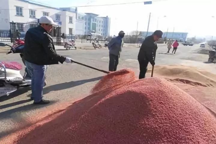 小麦已发生赤霉病怎么办,现在田间小麦已经出现赤霉病现象