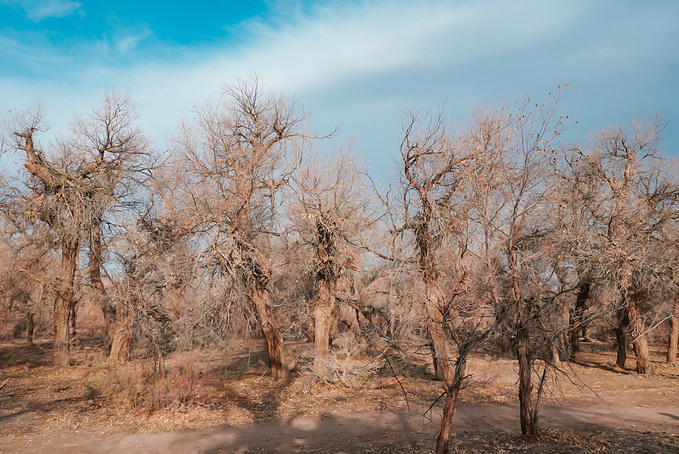 去一趟大西北的旅行,大西北旅行青藏高原