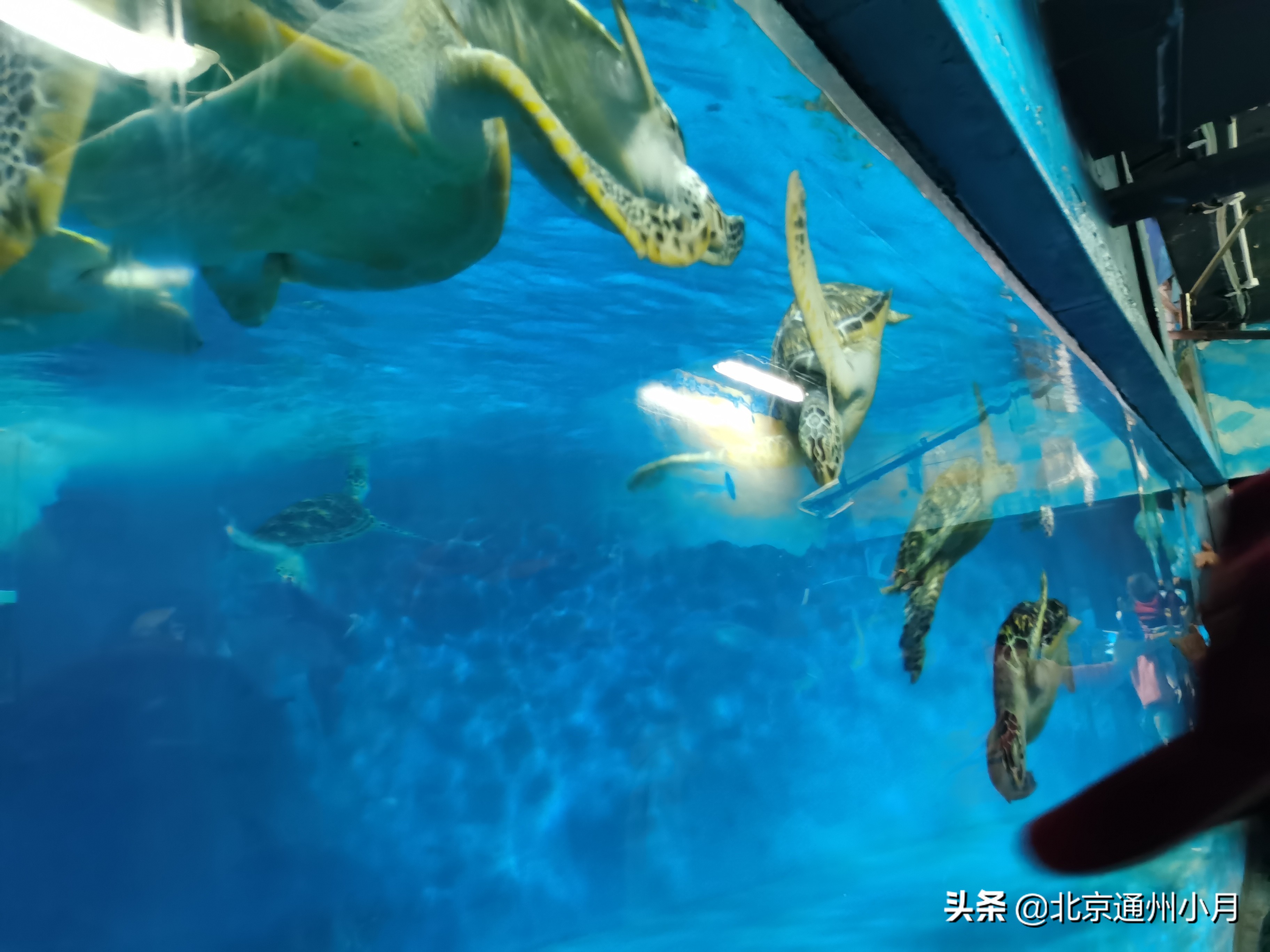 北京海底世界游览时间表,北京海底世界值得玩