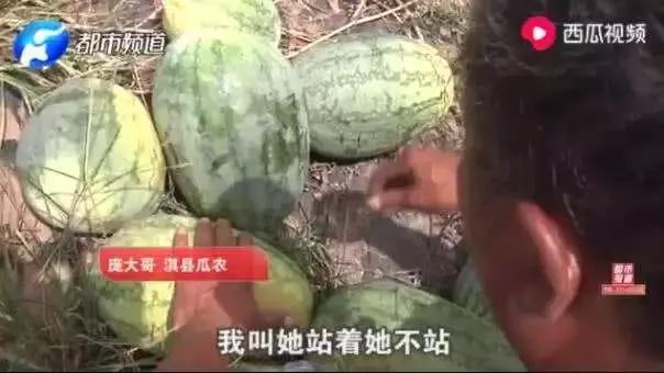 瓜农被偷瓜赔300元,瓜农摘瓜女子赔偿300元